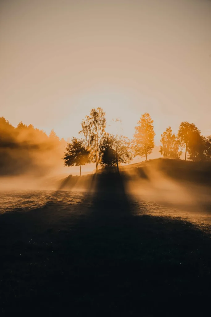 Soluppgång över gräsbevuxet landskap med dimma och träd som kastar långa skuggor i det varma, gyllene ljuset.