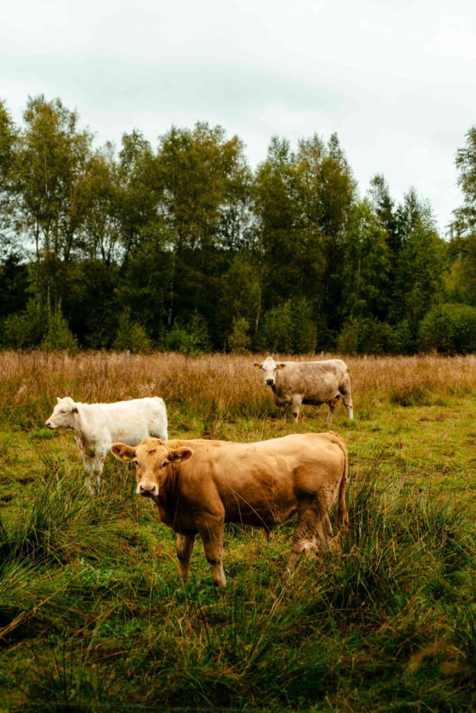 Tre kor betar i en grön hage en dimmig höstmorgon, omgivna av träd i höstfärger och mjukt soljus som lyser upp den stillsamma scenen.