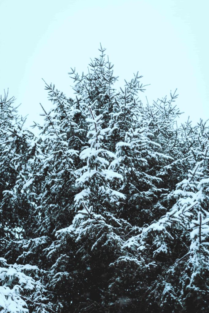 Snötäckta granar i ett stilla vinterlandskap mot en ljus himmel