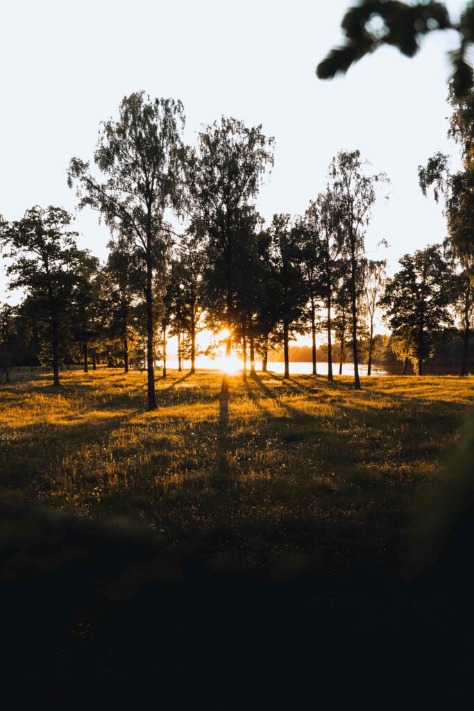 En solnedgång över en äng med träd som skapar ett naturligt ramverk. Solens strålar lyser upp gräset och skapar långa skuggor.