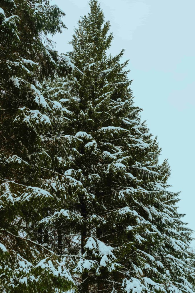 Täta, snötyngda granar sträcker sig mot en disig himmel i en vinterlig skog.