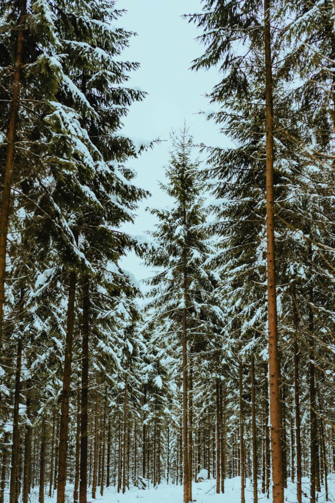 Höga granar med snötäckta grenar i en tät skog.