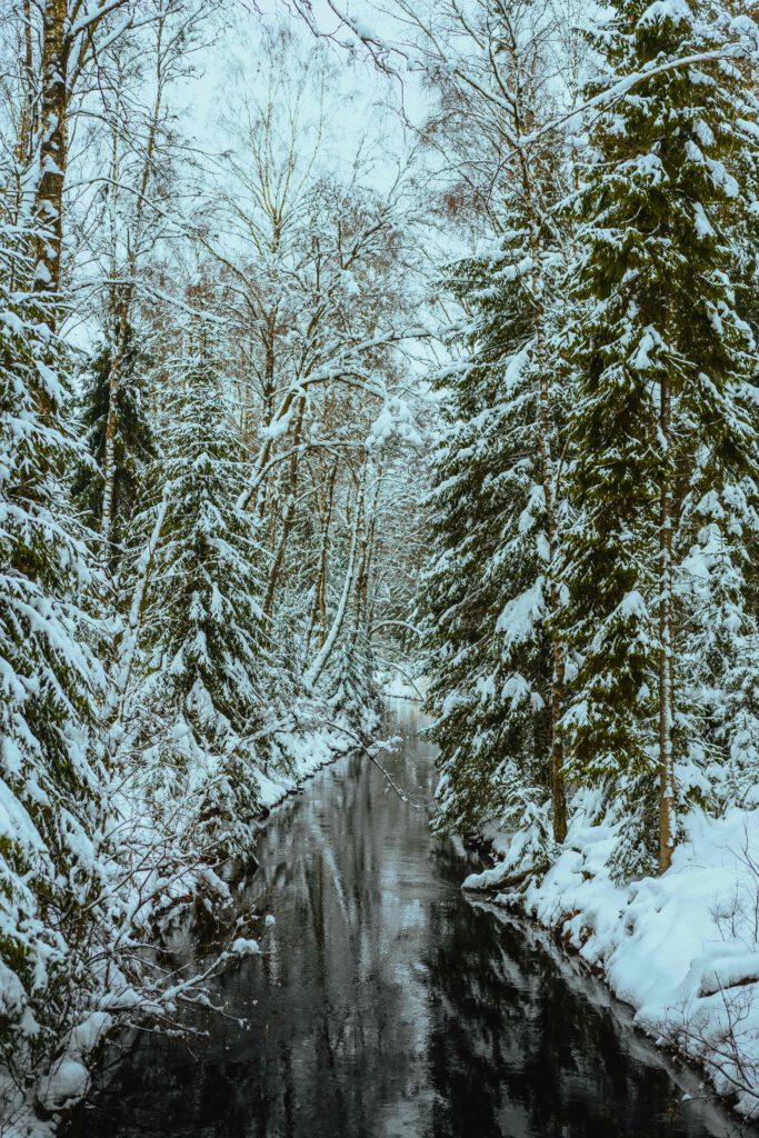 En liten bäck slingrar sig genom en skog med snötäckta träd.