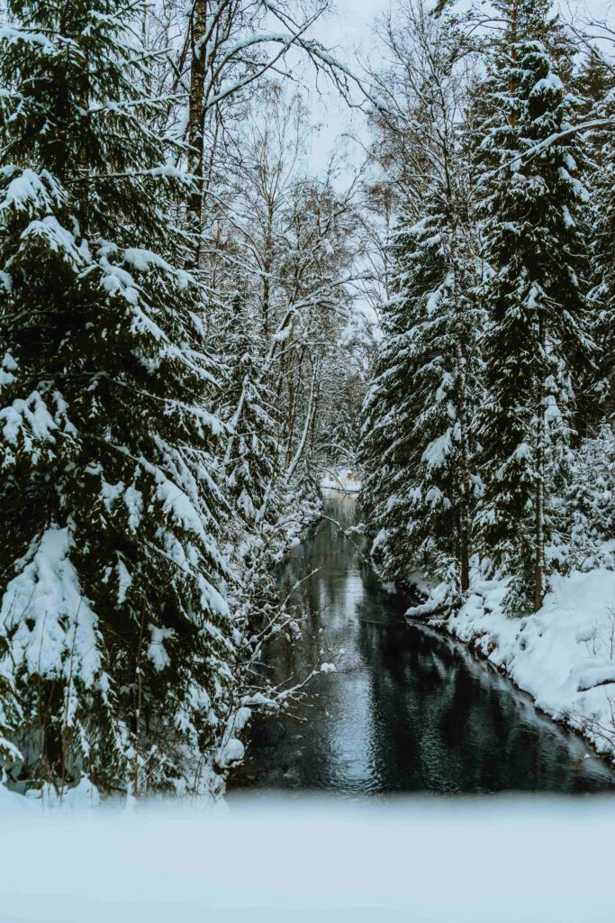 En smal skogsstig kantad av snötäckta träd slingrar sig fram genom en vinterlig skog.