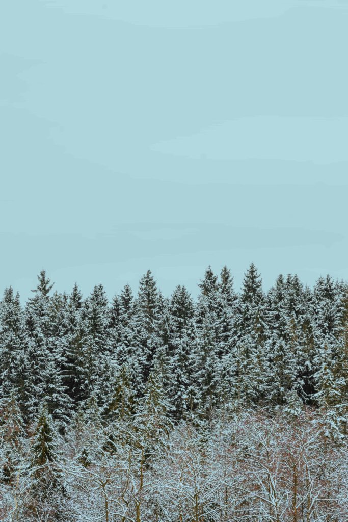 En tät skog av barrträd täckta av snö mot en klarblå himmel.