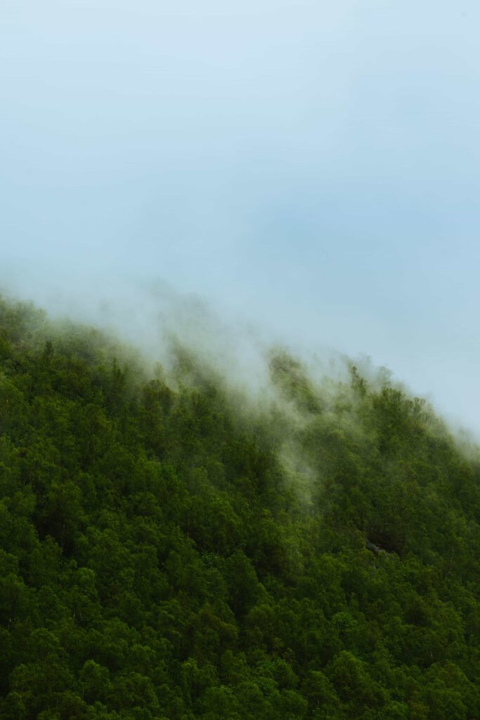 Ett tjockt dimmoln sveper in en grön skogsklädd bergssluttning.