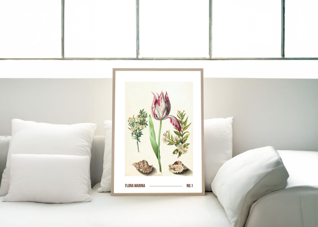 Poster som visar En botanisk illustration med en randig tulpan, två kvistar med vita blommor och två snäckskal mot en vit bakgrund.