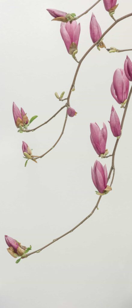 En magnolia-gren med rosa blommor och knoppar mot en ljus bakgrund. Grenen är böjd i en mjuk kurva.